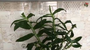 ДЕНДРОБИУМ НОБИЛЕ Spring Dream 'Apollon'. УХОД и РАЗМНОЖЕНИЕ, почему опадают листья у дендробиума.