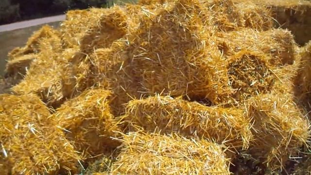 СКЛАДЫВАЕМ СОЛОМУ НА ЗИМУ!!! смотреть онлайн