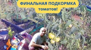 Финальная подкормка томатов! Какие ошибки можно допустить при финальной подкормке томатов?