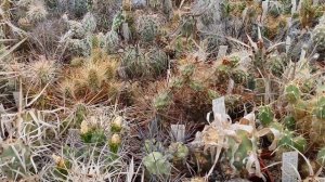 Кактусы Игоря и Елены Сытник. Тефрокактусы (tephrocactus), сентябрь 2021