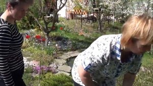 Подснежники в саду  Пульсатилла, прострел или сон трава