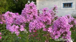 Высокий и ажурный флокс Реверанс, селекции О.К. Кудрявцевой