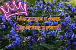 Медуница в саду (Цветник в тени).?