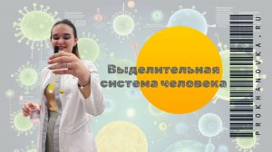 Выделительная система человека