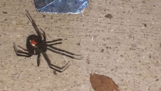 Жесть Паук каракурт чёрная вдова смотреть онлайн