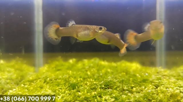 Гуппи Dumbo platinum red tail слоновьи уши смотреть онлайн