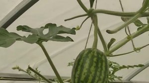 Может ли дача прокормить? Природно-огородный воскресный влог.