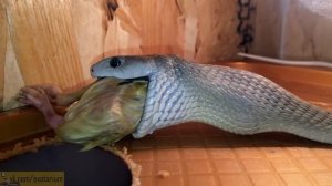 Кормление черной мамбы