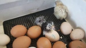 Наш первый опыт вывода цыплят в инкубаторе. Казалось, что ждать придется очень долго.