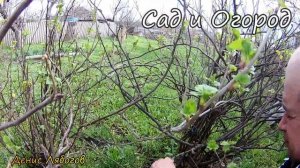 ОБРЕЗКА ЧЁРНОЙ СМОРОДИНЫ ВЕСНОЙ, как обрезать смородину весной, 2021,