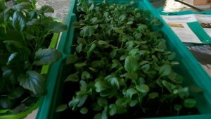 Виола.Сорта: Колоссус, Мамонт, Матрикс. Рассада Виолы/Анютины глазки. Почему плохо  всходят  семена