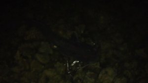 Рыбалка в Краснодаре. Озеро Карасун Краснодар август 2015 г. Сом отпущен! рыбалка в черте города