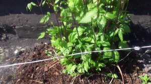 Клематис - Выращивание Многолетнего Растения.  Весенний Уход на Урале.