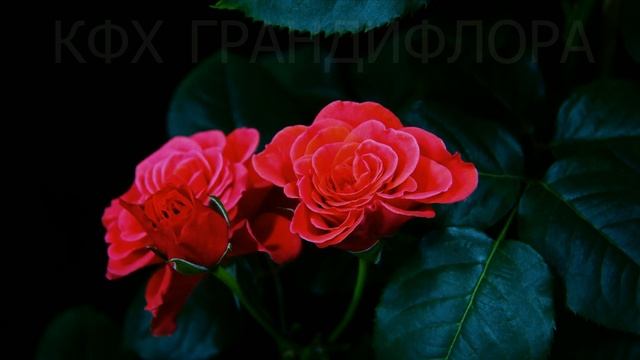 Timelapse Rose 4К.Lady of Belgrade. Как распускается роза Леди оф Белград смотреть онлайн