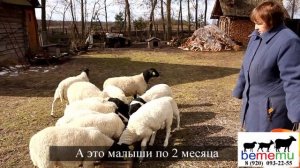 Ягнята Дорпера черноголового. Продажа