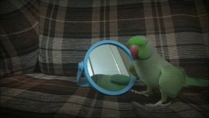 Ожереловый попугай и зеркало.