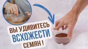 Стратификация семян - что это. Как провести стратификацию семян в домашних условиях