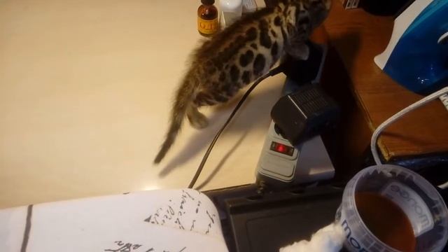 купить котенка бенгальца мальчик 1 м  1нед. Золото бенгалов, питомник бенгальских кошек Екатеринбур
