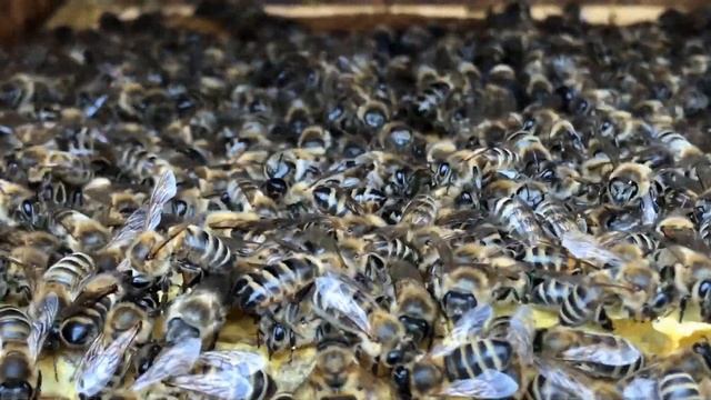 Жизнь пчел в улье | Макросъемка смотреть онлайн