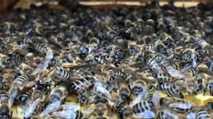 Жизнь пчел в улье | Макросъемка