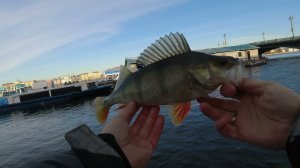 #467 #streetfishing  | Нашёл стаю окуней и понеслось | Окунь на каждом забросе |