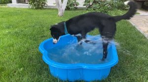 Собака Бордер Колли Брина / Водные игры. 17.06.2021 г.