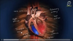 Structure and Function of Heart (in Hindi)