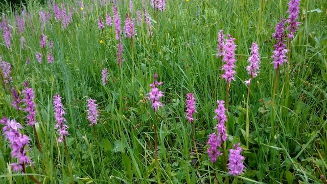 Orchis mascula смотреть онлайн