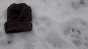 Следы волка.