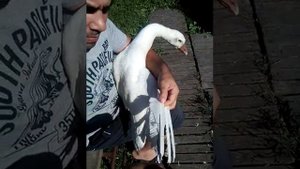 Как подрезать крылья Гусям...