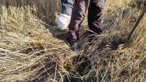 Конский навоз собираю прямо за забором своего участка.