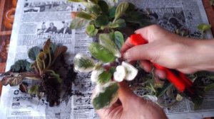 Спасла безнадежные фиалки. Как омолодить фиалку