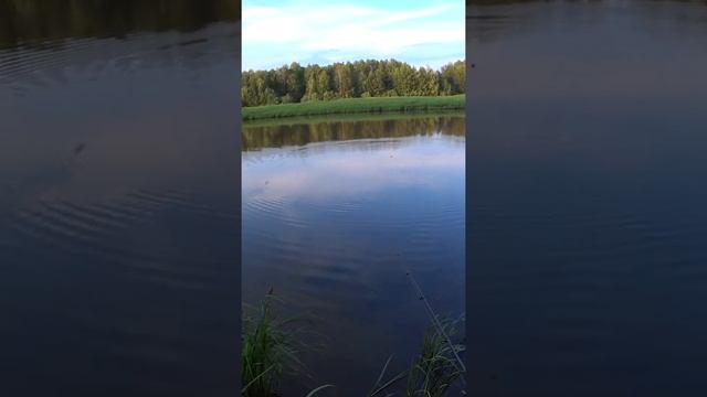 Рыбалка на поплавок. Огромная щука оторвала спину живцу. #shorts #рыбалка #fishing