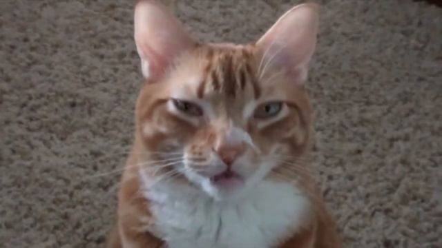 СОВЕТЫ ФЕЛИНОЛОГА: КАК ПРАВИЛЬНО ЦЕЛОВАТЬ КОШКУ смотреть онлайн