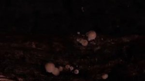 Как растут грибы ?