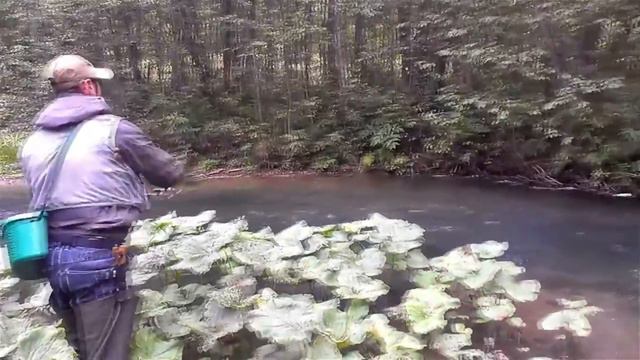 ПО ЛЕСНЫМ РЕЧКАМ В ПОИСКАХ ХАРИУСА смотреть онлайн