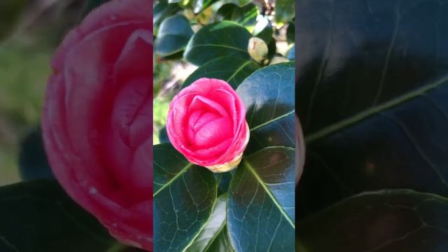 Лазаревское 2022 зацвела камелия в Чемитоквадже! Сочи 10 февраля смотреть онлайн