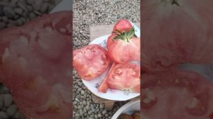 Обзор сорта томата Малиновка Башкирская.Нужно ли удалять махровый цветок.
