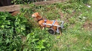 Коляска для таксы