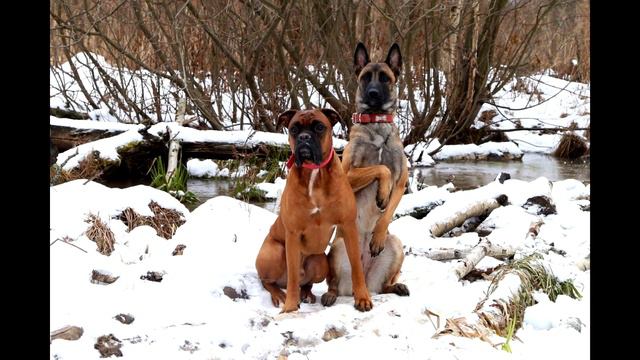 Малинуа Кира и немецкий боксер Марс .Дружба . смотреть онлайн
