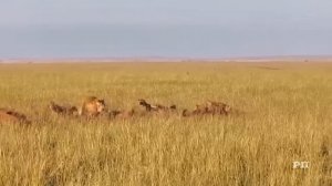 Как Львы и Гиены ломают друг друга #не