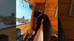 В мире животных.