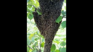 Пчелы и матки Карпатской породы