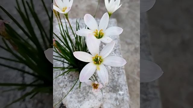 Beautiful White Lilly | Lilium candidum, the Madonna lily