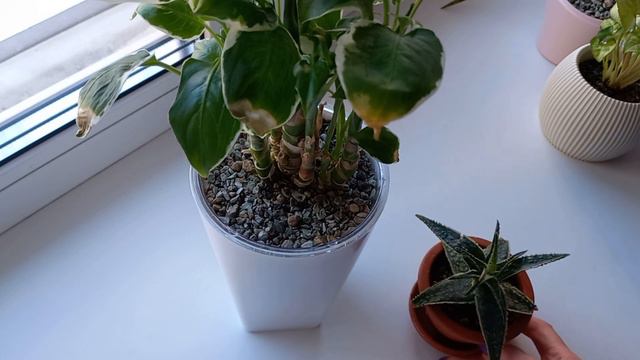 249. Цветочная болталка (температурю, очень много слов не по делу). Мои посадки в цеогрунт. смотреть онлайн