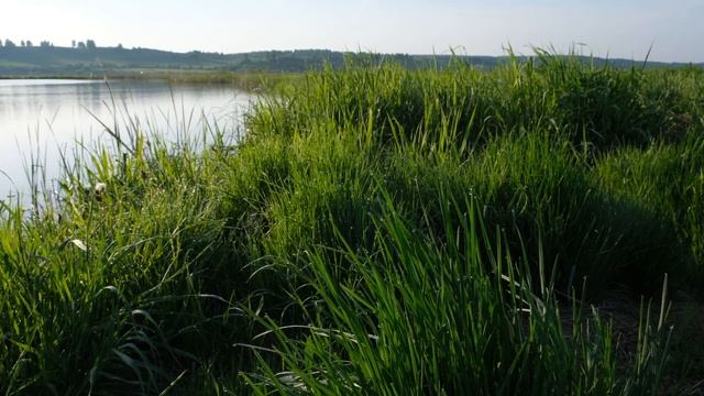 Кара-Чумыш, лес, позднее утро, Fujifilm X-T30 смотреть онлайн