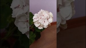 Пеларгония белая. Сорт ПАК Вива Маделина