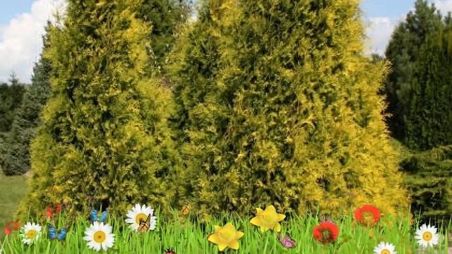 Туя западная (sunkist) ? Обзор: посадка и уход. саженцы, крупномеры туи : описание и особенности смотреть онлайн