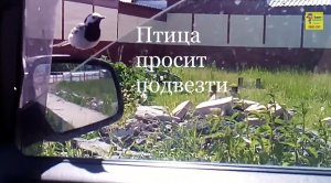 Птица просит подвезти