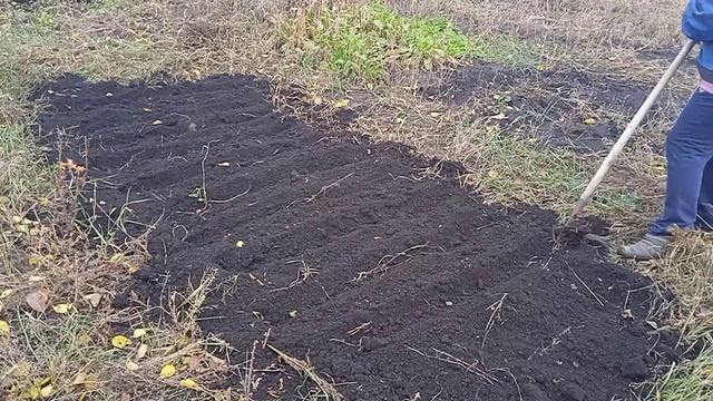 #делаогородные #сажаю чеснок